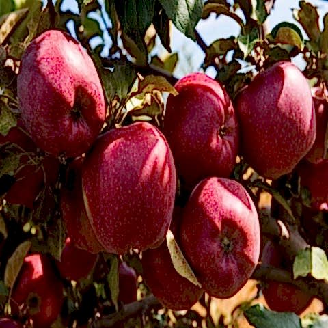 3 Yaş Starkrimson Elma Fidanı