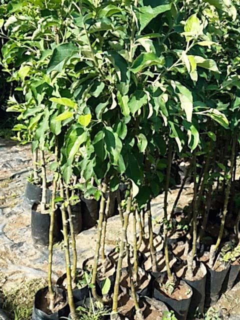 3 Yaş Starkrimson Elma Fidanı