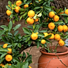 3 Yaş Süs Mandalinası Fidanı-kalomandin