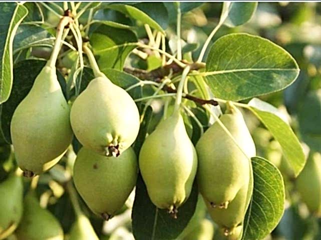 3 Yaş Tüplü Akça Armut Fidanı