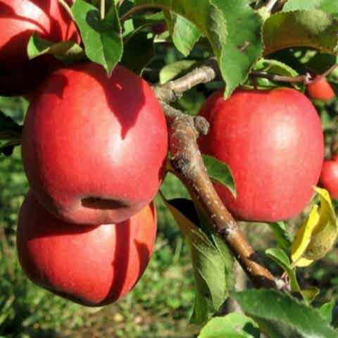 3 Yaş Tüplü Pink Lady Elma Fidanı