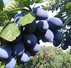 3 Yaş Tüplü Stanley Birton Erik Fidanı