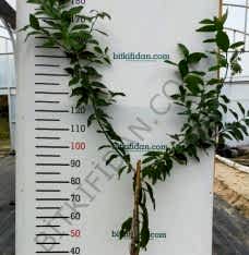 3 Yaş Zagar Bianca  Limon Fidanı