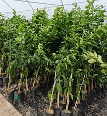 3 Yaş Zagar Bianca  Limon Fidanı