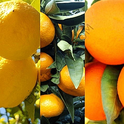 3'lü Narenciye Fidanı Paketi