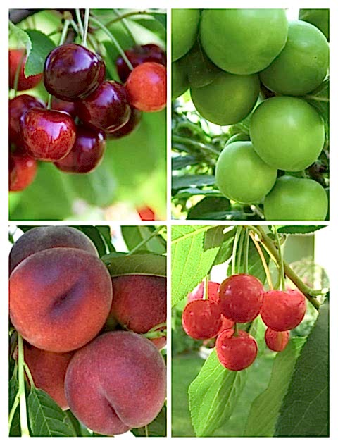 4 'lü Hobi Bahçesi Meyve Fidanı Paketi