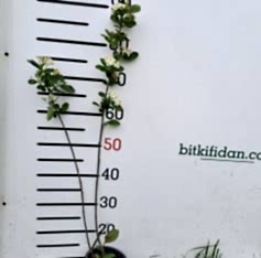 4 Yaş Aronya Meyve Fidanı