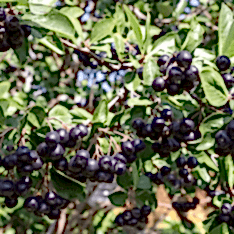 4 Yaş Aronya Meyve Fidanı