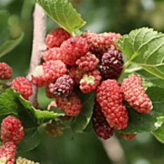 4 Yaş Aşılı Ekşi Kara (urmu Dut) Fidanı