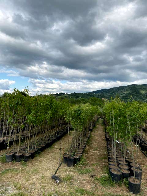 4 Yaş Aşılı Hachıya Hurma Fidanı
