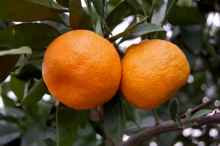 5 Yaş Aşılı Satsuma Mandalina Fidanı