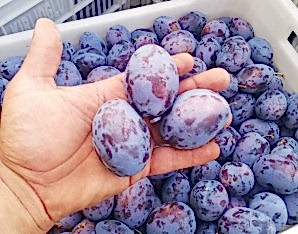 4 Yaş Aşılı Stanley Birton Erik Fidanı