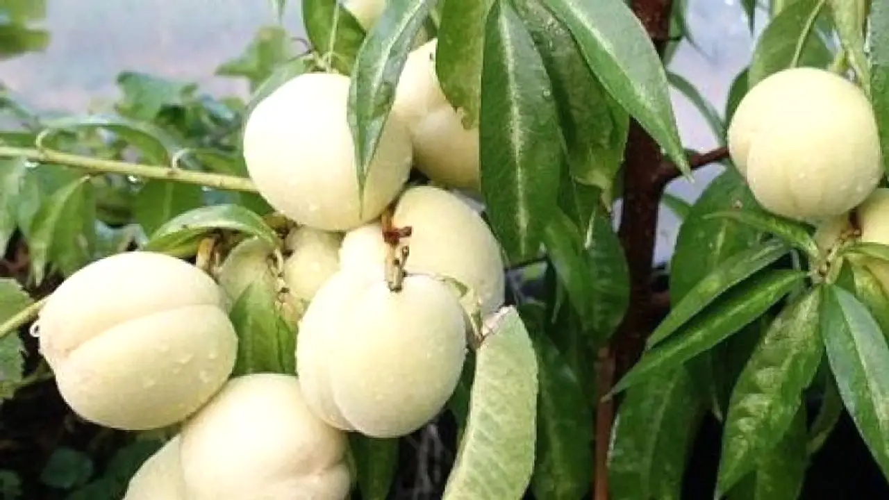 4 Yaş Bodur Beyaz Nektarin (bayramiç Beyazı)