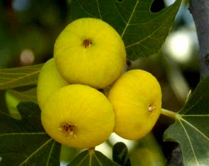 4 Yaş Bursa Beyaz İncir