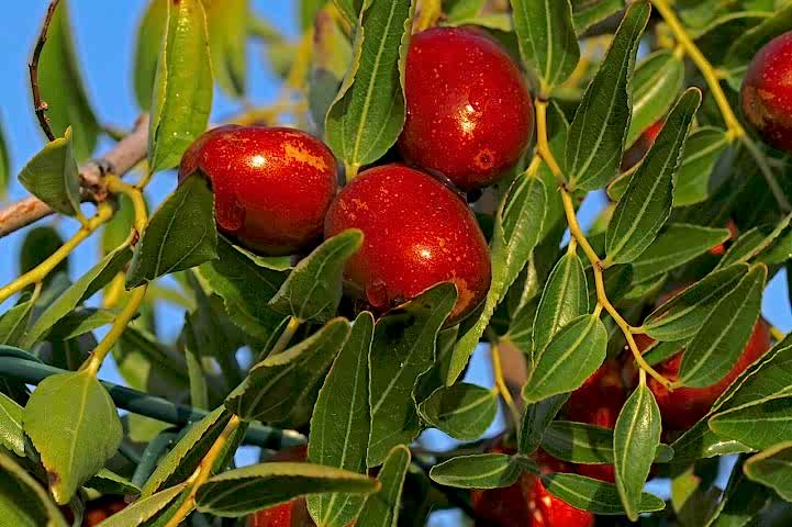 4 Yaş İri Taneli Hünnap Fidanı