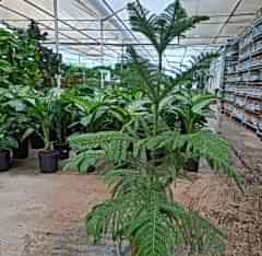 4 Yaş Salon Çamı (arokarya) Çiçeği