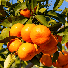 4 Yaş Tam Bodur Satsuma Mandalina Fidanı (üzeri Meyveli)