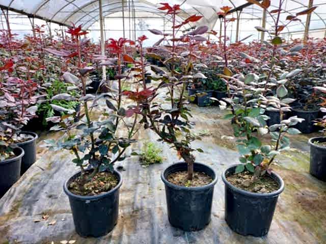 4'lü Aşılı Yerli Gül Paketi