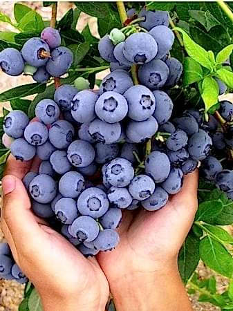 4'lü Yaban Mersini Fidanı Paketi