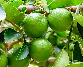 5 Yaş Aşılı Mexian Lime (yeşil Limon ) Fidanı