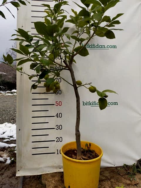 5 Yaş Aşılı Yediveren Mayer Limon Fidanı-üzeri Meyveli