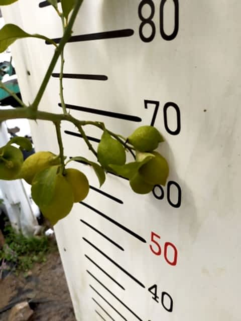 5 Yaş Aşılı Yediveren Mayer Limon Fidanı-üzeri Meyveli