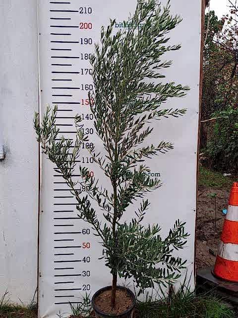 5 Yaş Gemlik Zeytin Fidanı