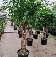 5 Yaş Örgülü Ficus Benjamin Çiçeği