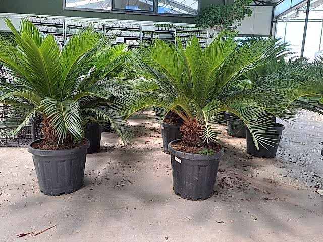5 Yaş Sikas-japon Sago Palmiyesi
