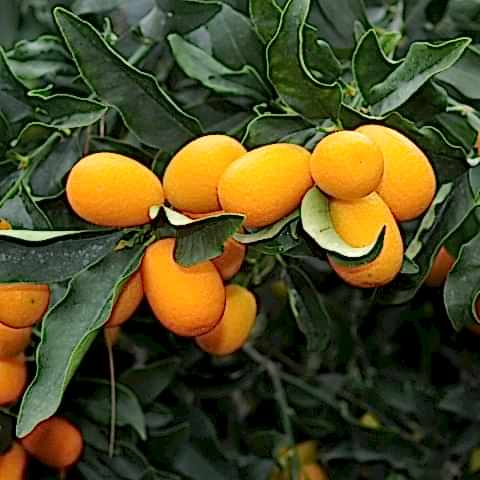 5 Yaş Üzeri Meyveli Kumkuat Fidanı
