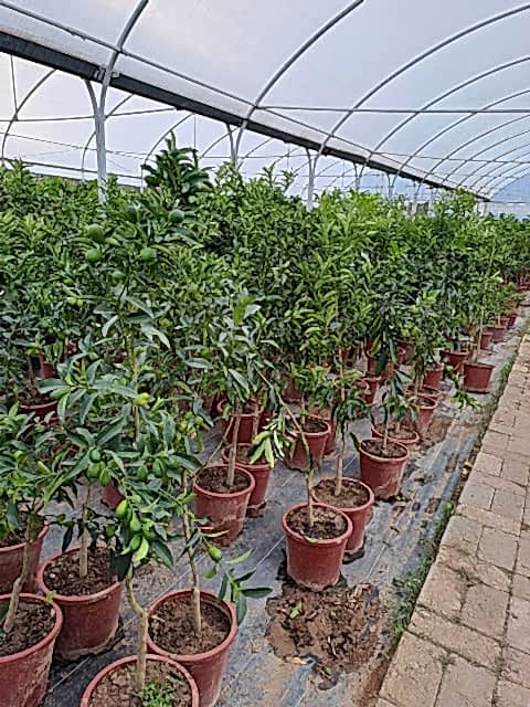 5 Yaş Üzeri Meyveli Kumkuat Fidanı