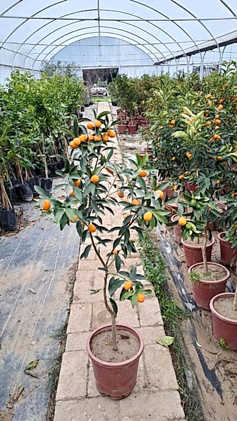 5 Yaş Üzeri Meyveli Kumkuat Fidanı