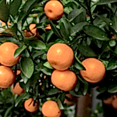 5 Yaş W.murcoot Mandalina