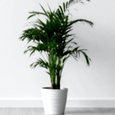 6 Yaş Areca Palmiyesi-dypsis Lutescens  (180-200 Cm)