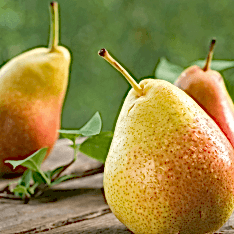 6 Yaş Deveci Armut Fidanı