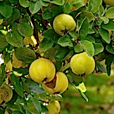 6 Yaş Ekmek Ayva Fidanı