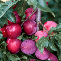 6 Yaş Kırmızı Süs Eriği Fidanı