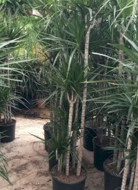 6 Yaş Marginata Çiçeği 4-5 Gövdeli (180 Cm)