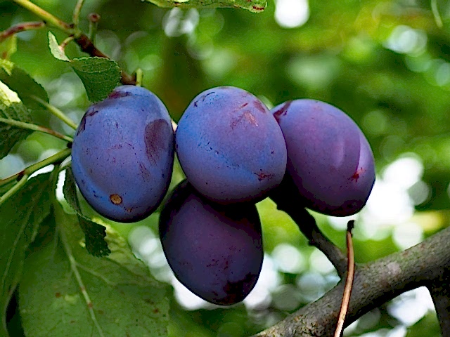 6 Yaş Mürdüm Erik Fidanı (bardak Eriği)