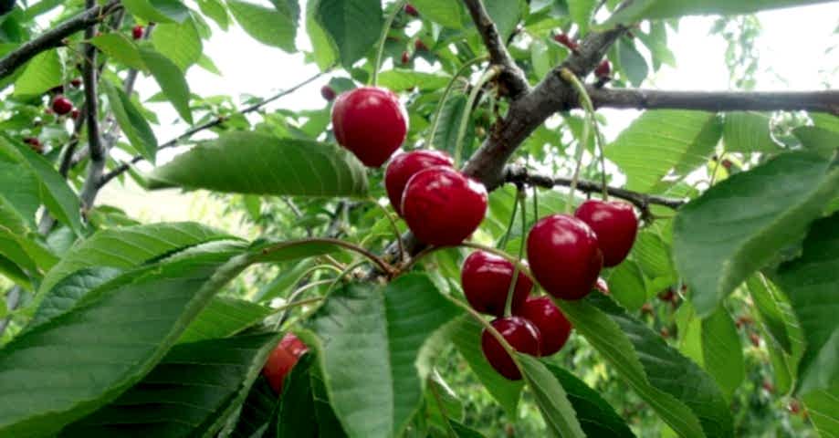 6 Yaş Regina Kiraz Fidanı