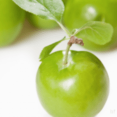 6 Yaş Tam Bodur Tijli Can Erik Fidanı