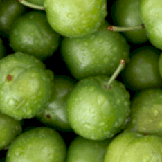 6 Yaş Tam Bodur Tijli Papaz Erik