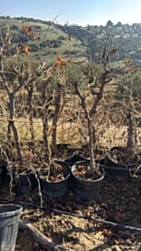 5 Yaş Üzüm Fidanı