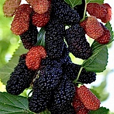 6 Yaş Yediveren Avustralya Dut Fidanı