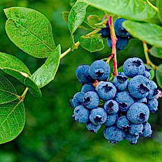 6 Yaş Yetişkin Duke Çeşidi Yaban Mersini