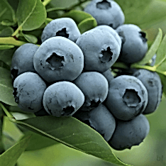 6 Yaş Yetişkin Patriot Yaban Mersini Fidanı