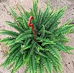 Aşk Merdiveni Çiçeği