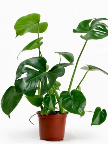 Deve Tabanı-monstera Deliciosa 40-60 Cm