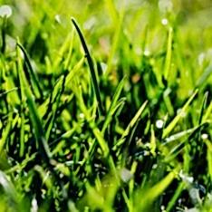 İthal Çim Tohumu 5 Karışımlı-1 Kg
