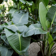 Ragina Starliçe(cennet Kuşu)çiçeği